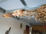 Wood Organism Driftwood Ceiling