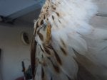 Bird Feather Bird of prey Beak Hawk